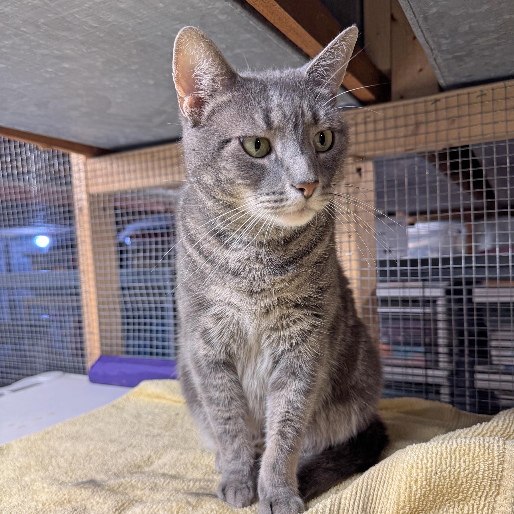 Enlarge Ella, a Adoptable mixed breed in Harrisburg, PA image 3/6