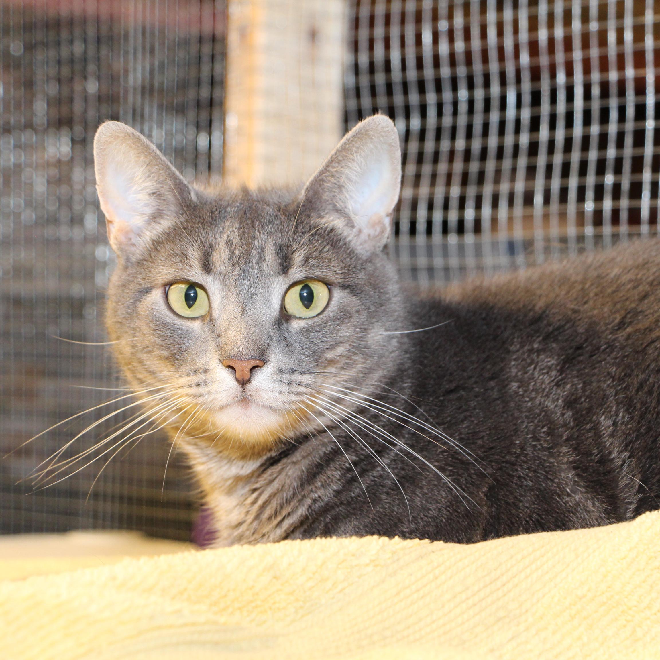 Enlarge Ella, a Adoptable mixed breed in Harrisburg, PA image 4/6