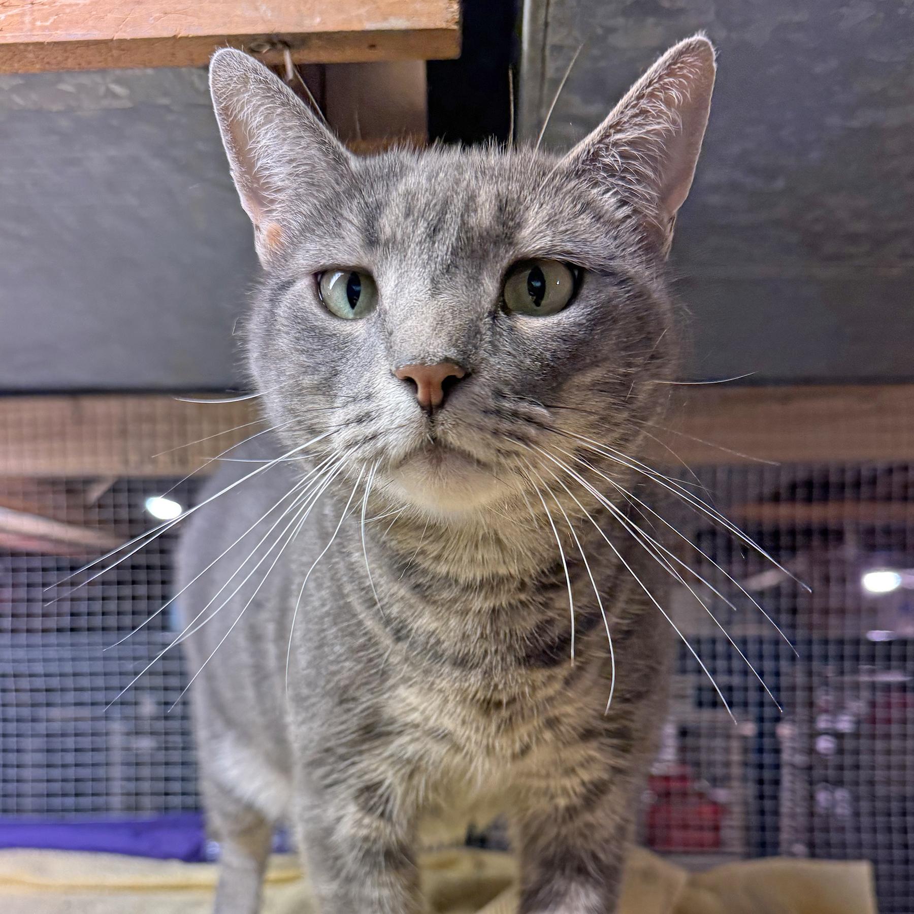 Enlarge Ella, a Adoptable mixed breed in Harrisburg, PA image 5/6