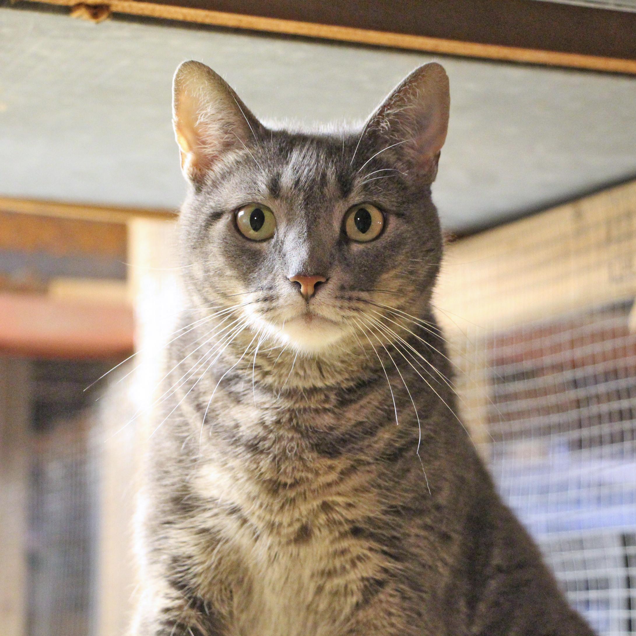 Enlarge Ella, a Adoptable mixed breed in Harrisburg, PA image 6/6