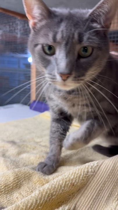 Enlarge Ella, a Adoptable mixed breed in Harrisburg, PA video 2/6