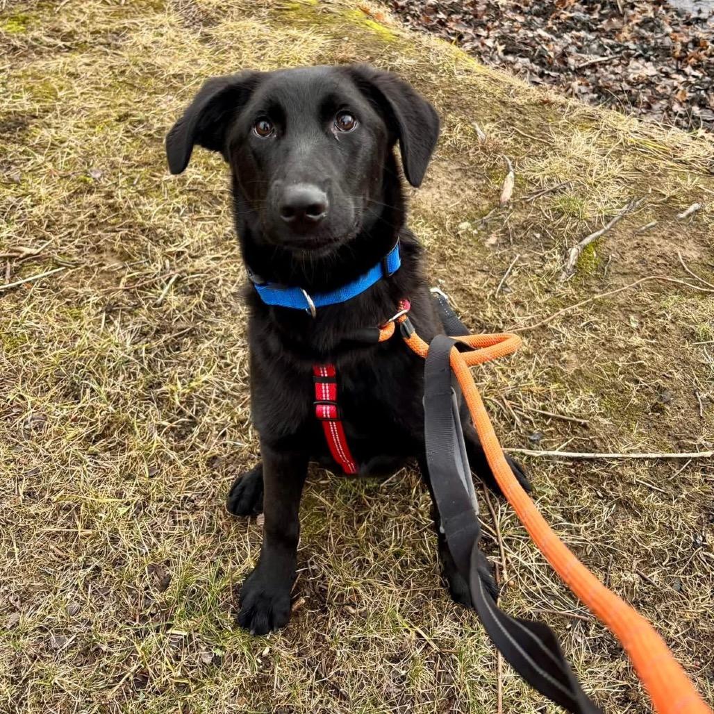 Enlarge Joey, a Adoptable mixed breed in Chester Springs, PA image 6/6