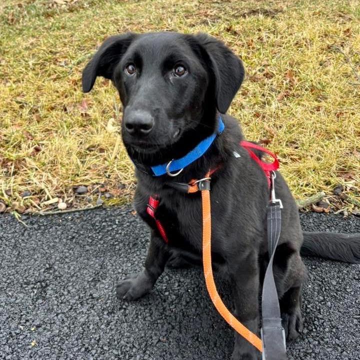 Enlarge Joey, a Adoptable mixed breed in Chester Springs, PA image 4/6