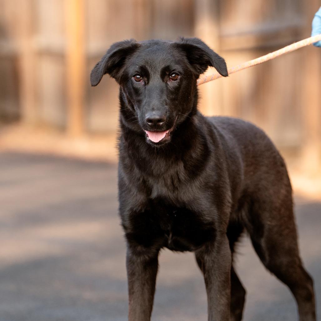 Joey, Adoptable, Young Male Belgian Shepherd / Malinois & Golden Retriever.