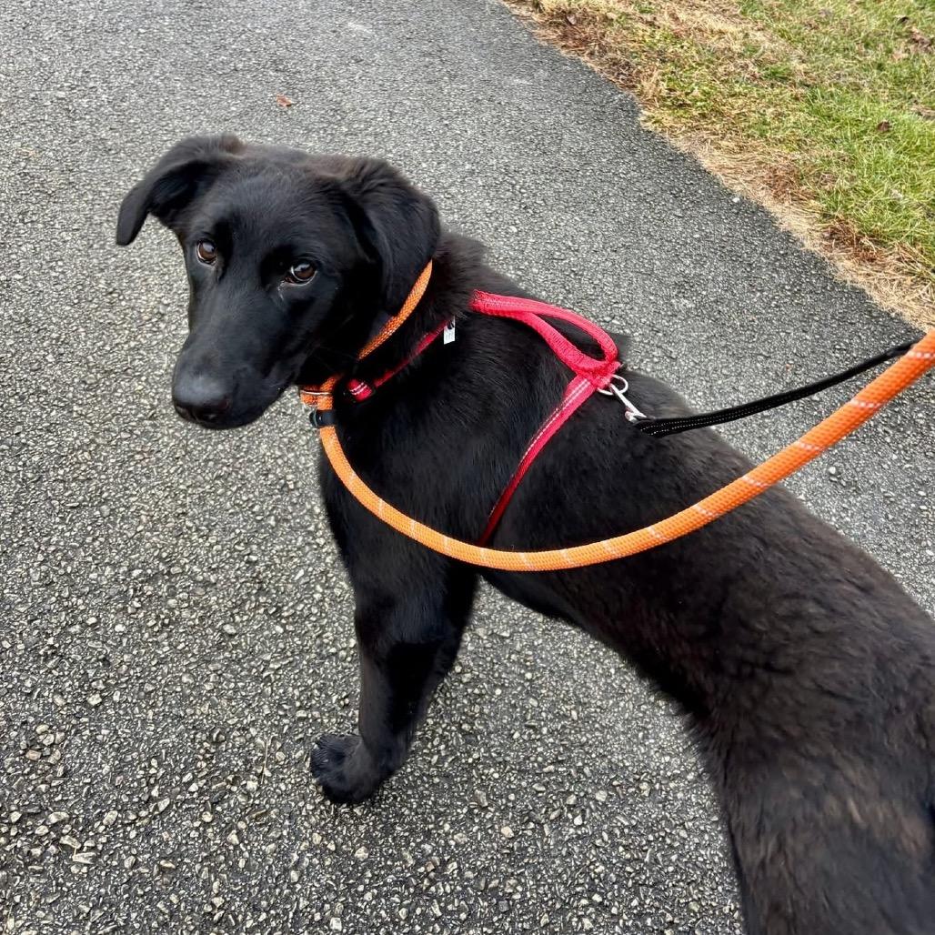 Enlarge Joey, a Adoptable mixed breed in Chester Springs, PA image 2/6