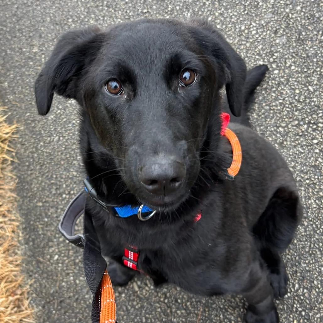 Enlarge Joey, a Adoptable mixed breed in Chester Springs, PA image 5/6