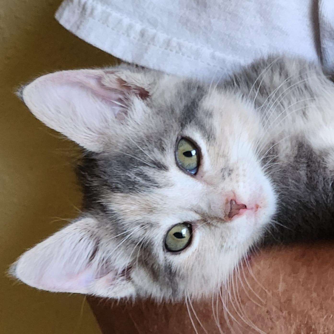 Maddi, ADOPTABLE, Kitten Female Calico.