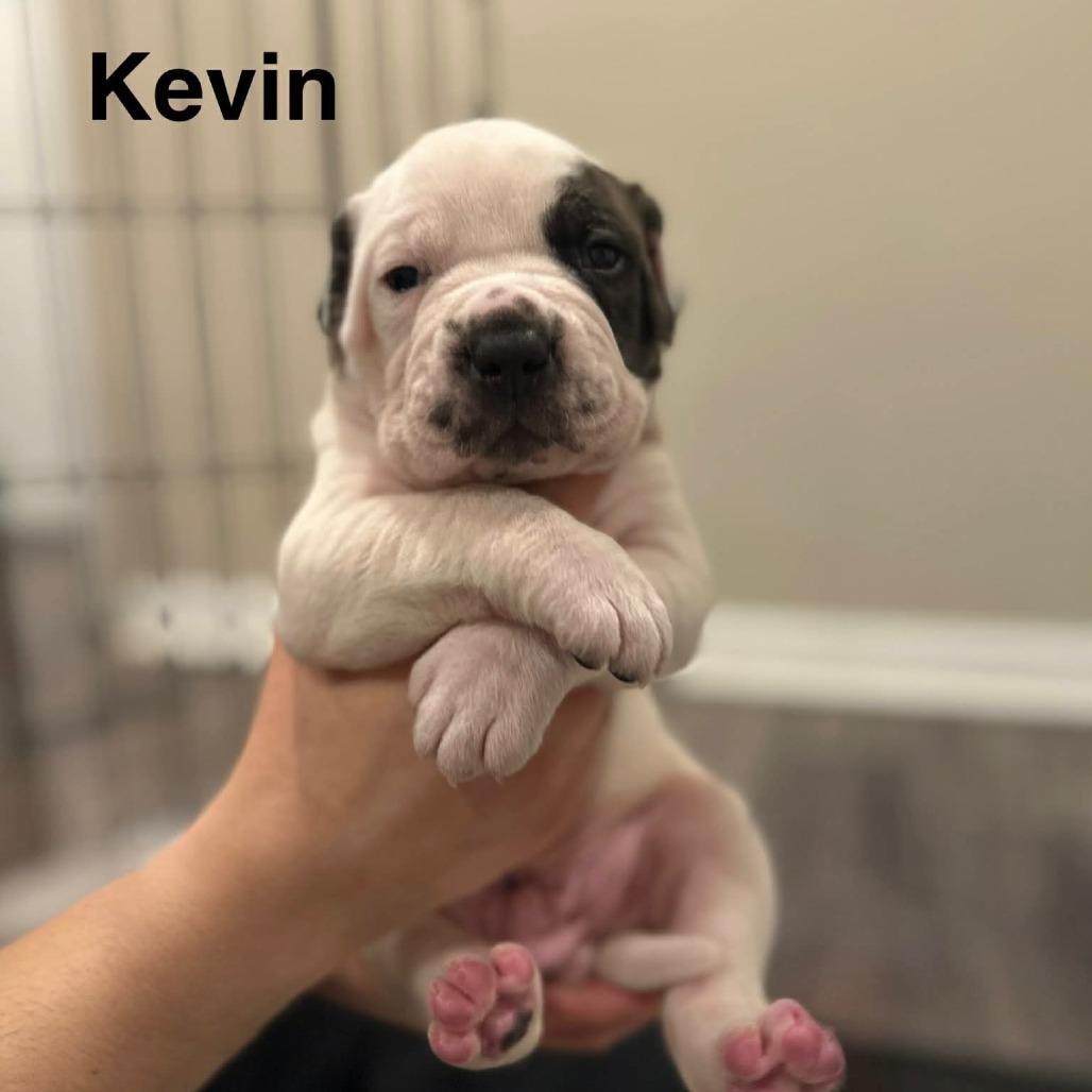 Frederick Minion's Litter - Kevin, Adoptable, Puppy Male Mastiff.