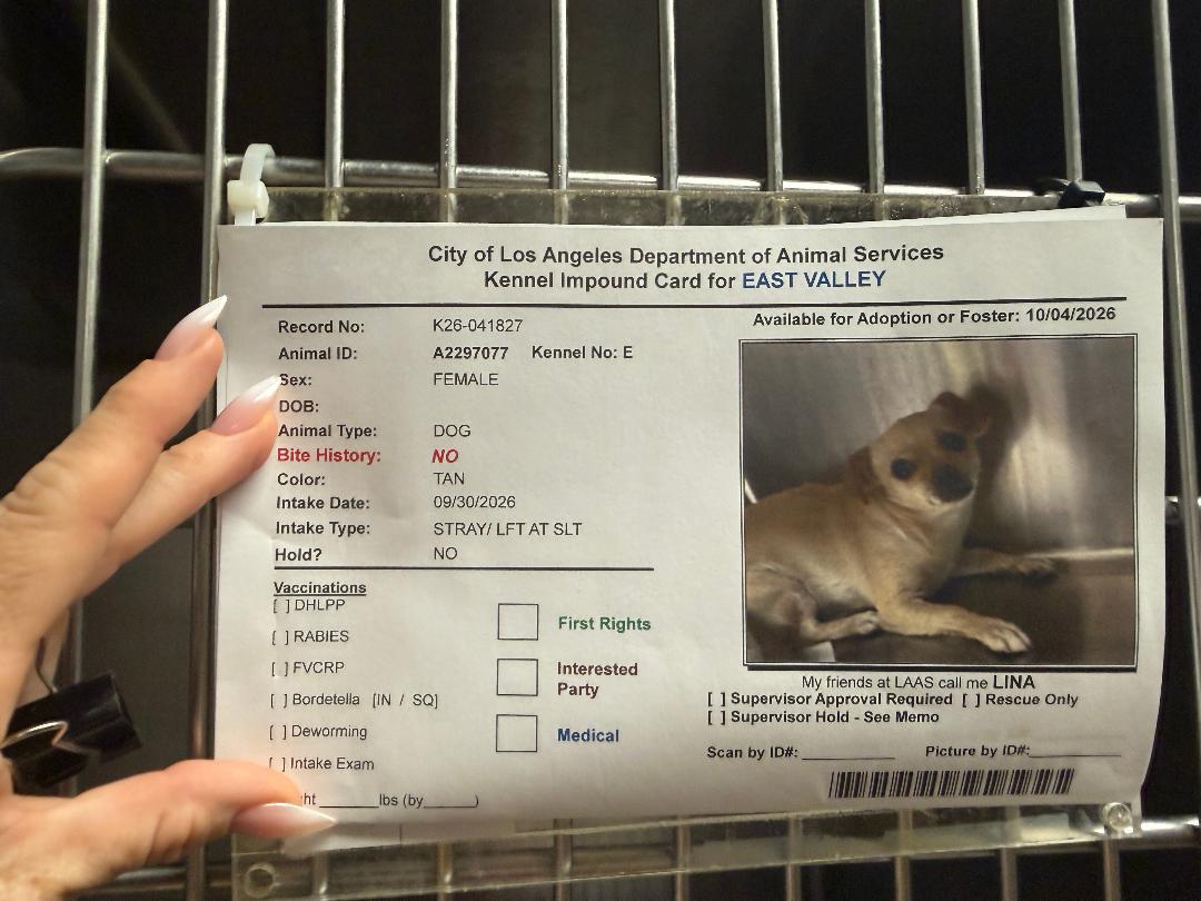 Enlarge Lina, a Adoptable mixed breed in Los Angeles, CA image 2/5