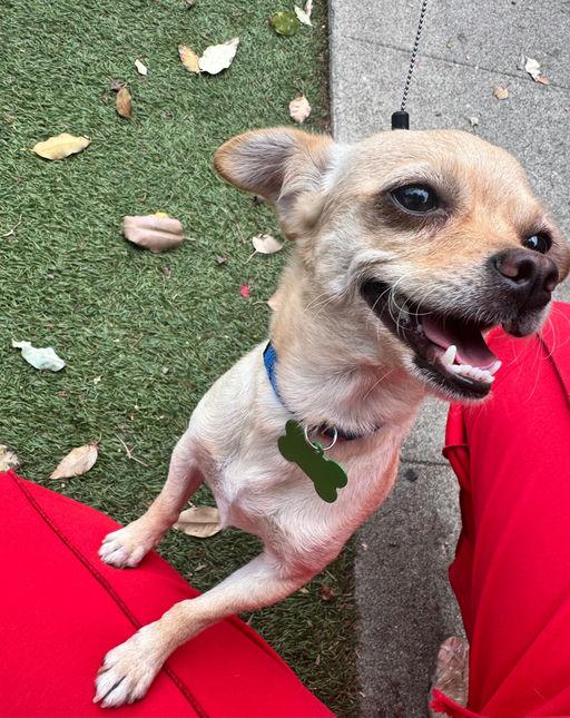 Lina, Adoptable, Young Female Chihuahua.
