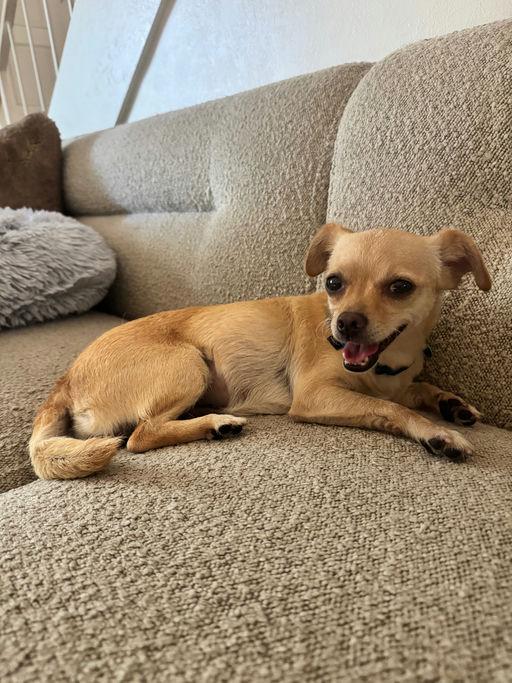 Enlarge Lina, a Adoptable mixed breed in Los Angeles, CA image 3/5