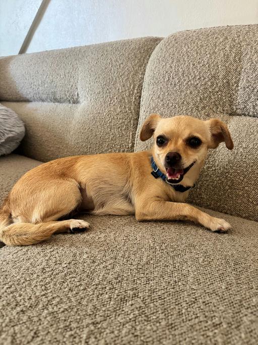 Enlarge Lina, a Adoptable mixed breed in Los Angeles, CA image 4/5