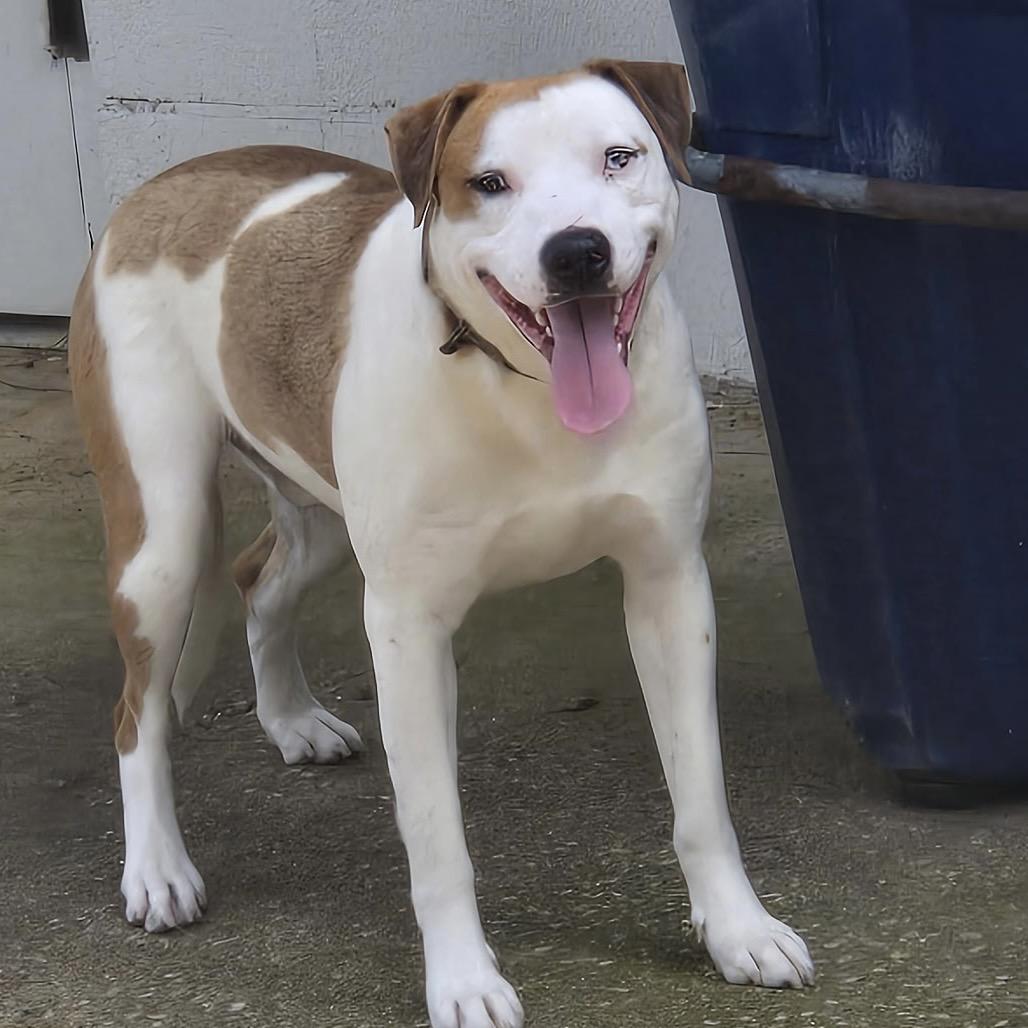 Enlarge Blaze, a Adoptable mixed breed in Palestine, TX image 1/6