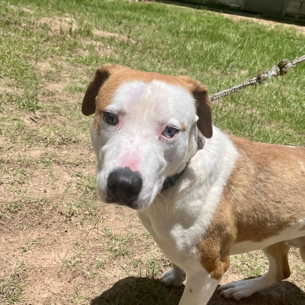 Enlarge Blaze, a Adoptable mixed breed in Palestine, TX image 6/6