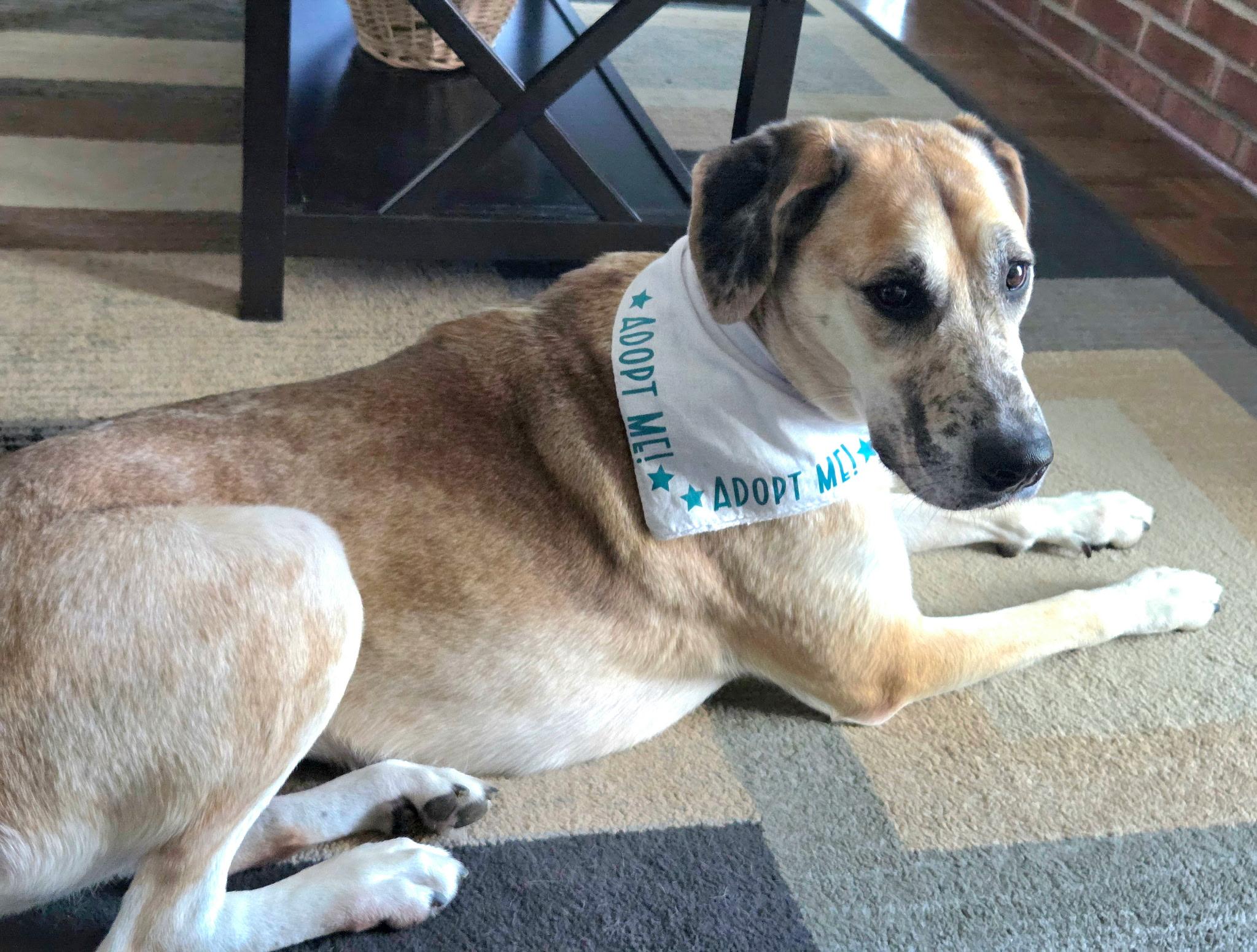 Hope, Adoptable, Adult Female Great Dane & Catahoula Leopard Dog.