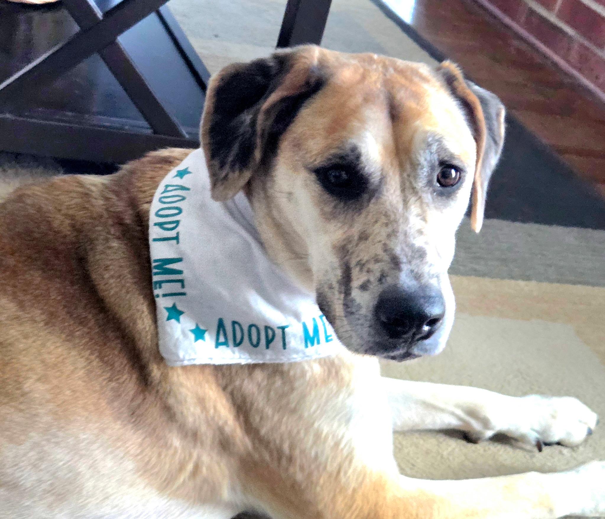 Enlarge Hope, a Adoptable mixed breed in Fishkill, NY image 2/3