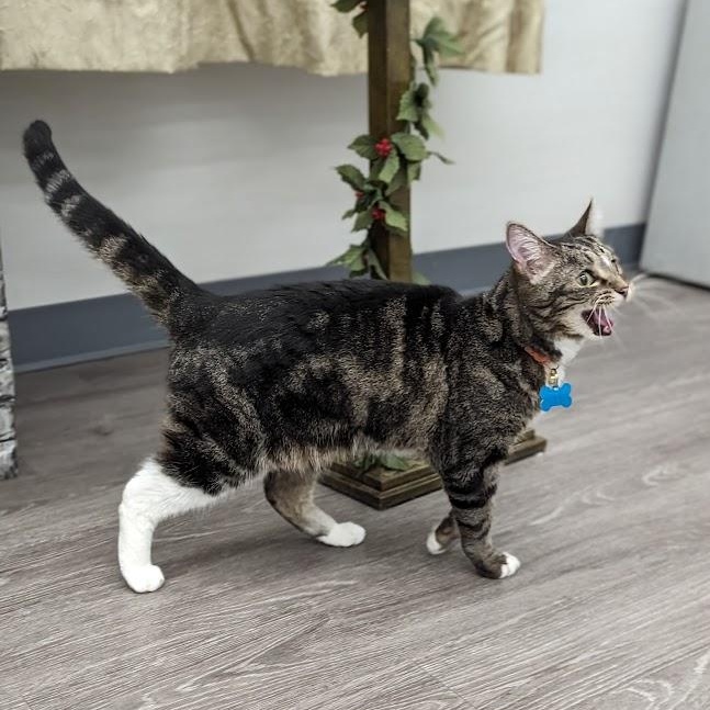 Bubbles, a Adoptable Domestic Short Hair in Helena, AL image 1/6