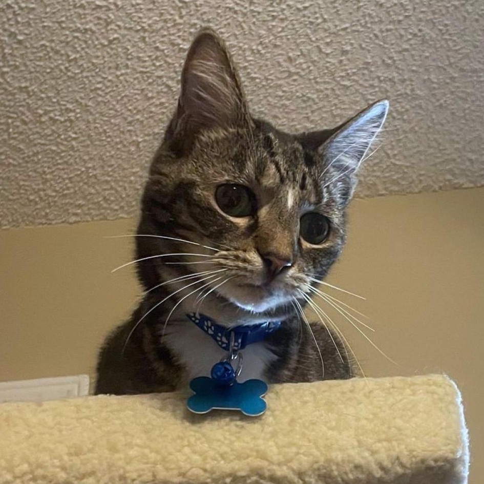 Bubbles, a Adoptable Domestic Short Hair in Helena, AL image 3/6