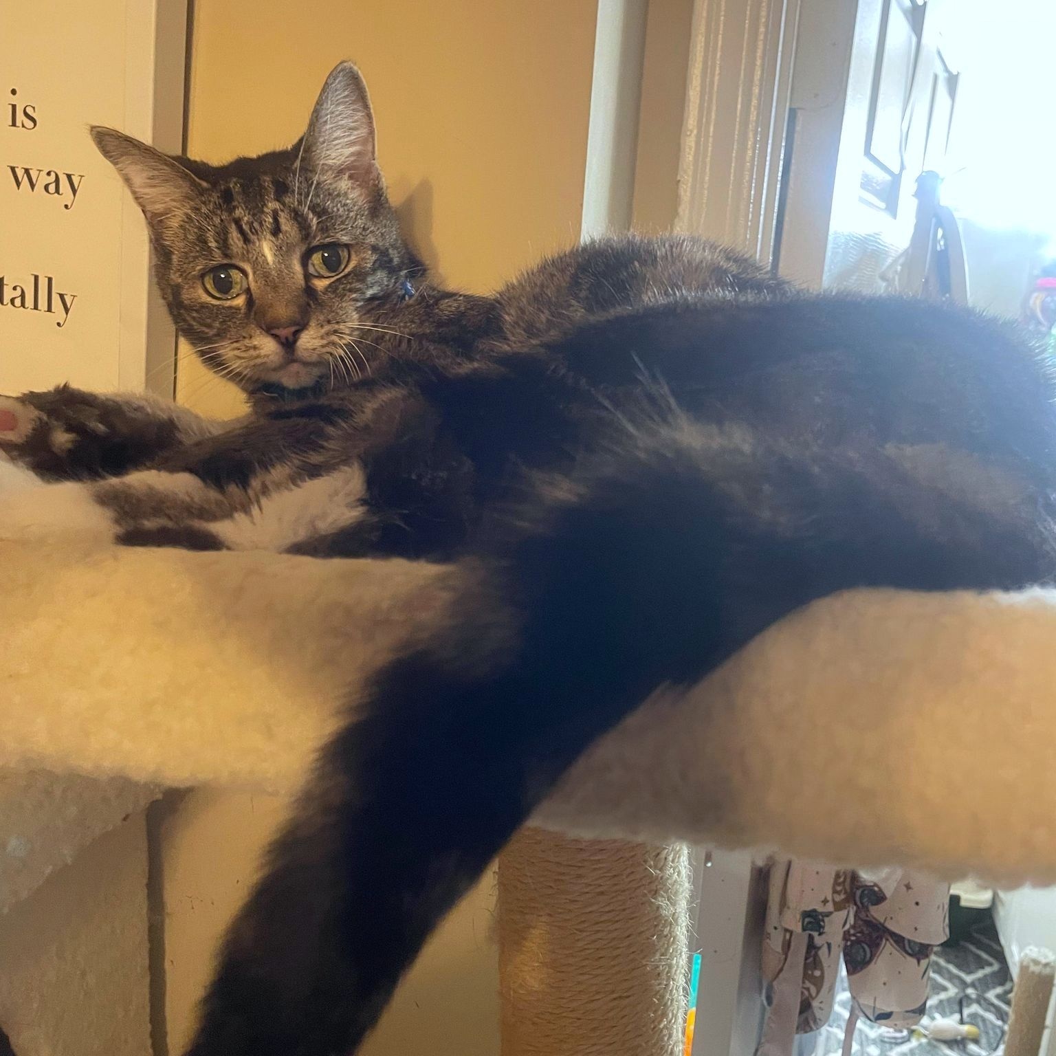 Bubbles, a Adoptable Domestic Short Hair in Helena, AL image 4/6