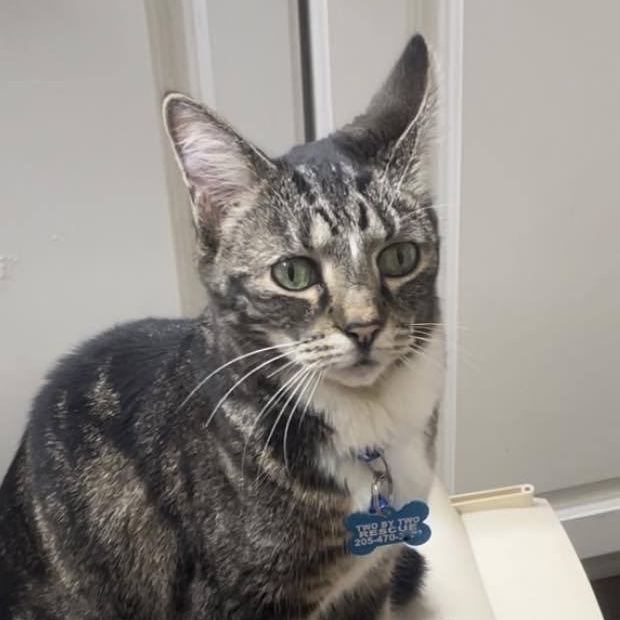 Bubbles, a Adoptable Domestic Short Hair in Helena, AL image 5/6