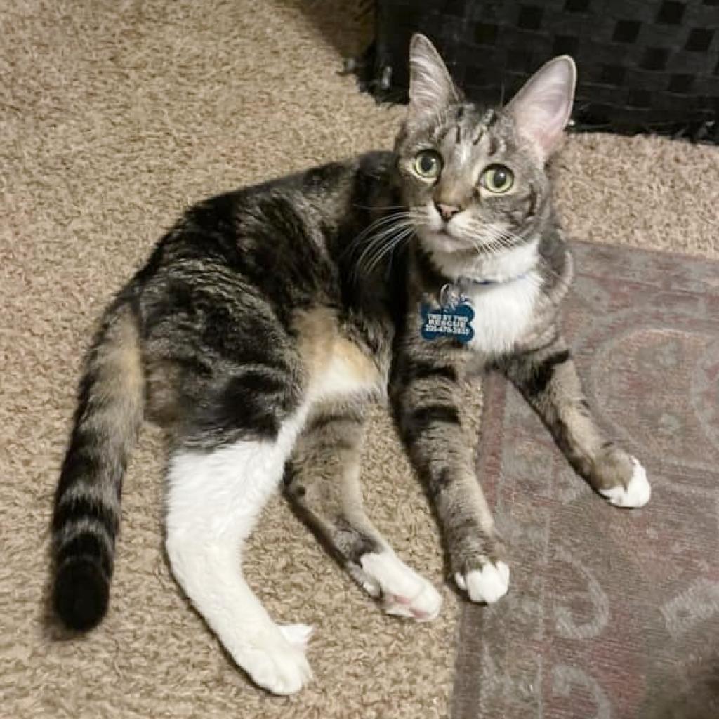 Bubbles, a Adoptable Domestic Short Hair in Helena, AL image 2/6