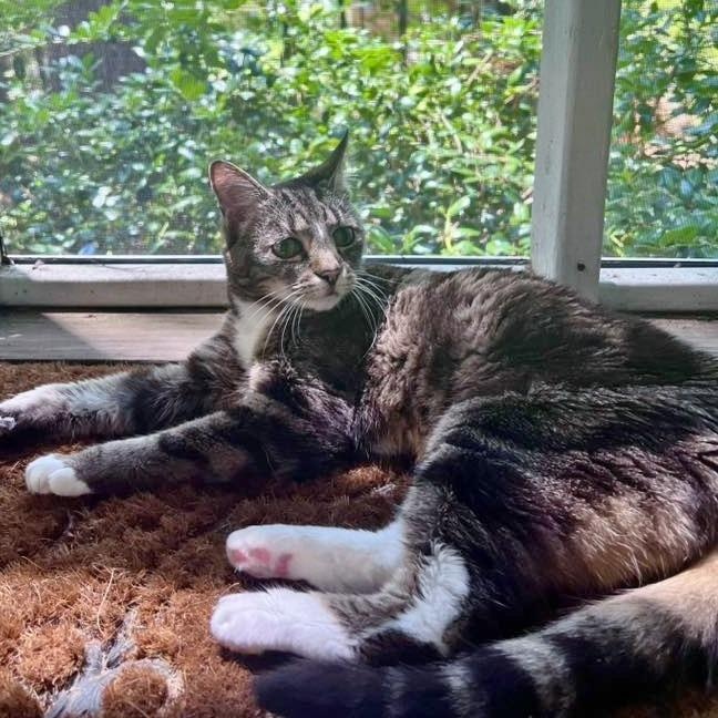 Enlarge Bubbles, a Adoptable Domestic Short Hair in Helena, AL image 1/6