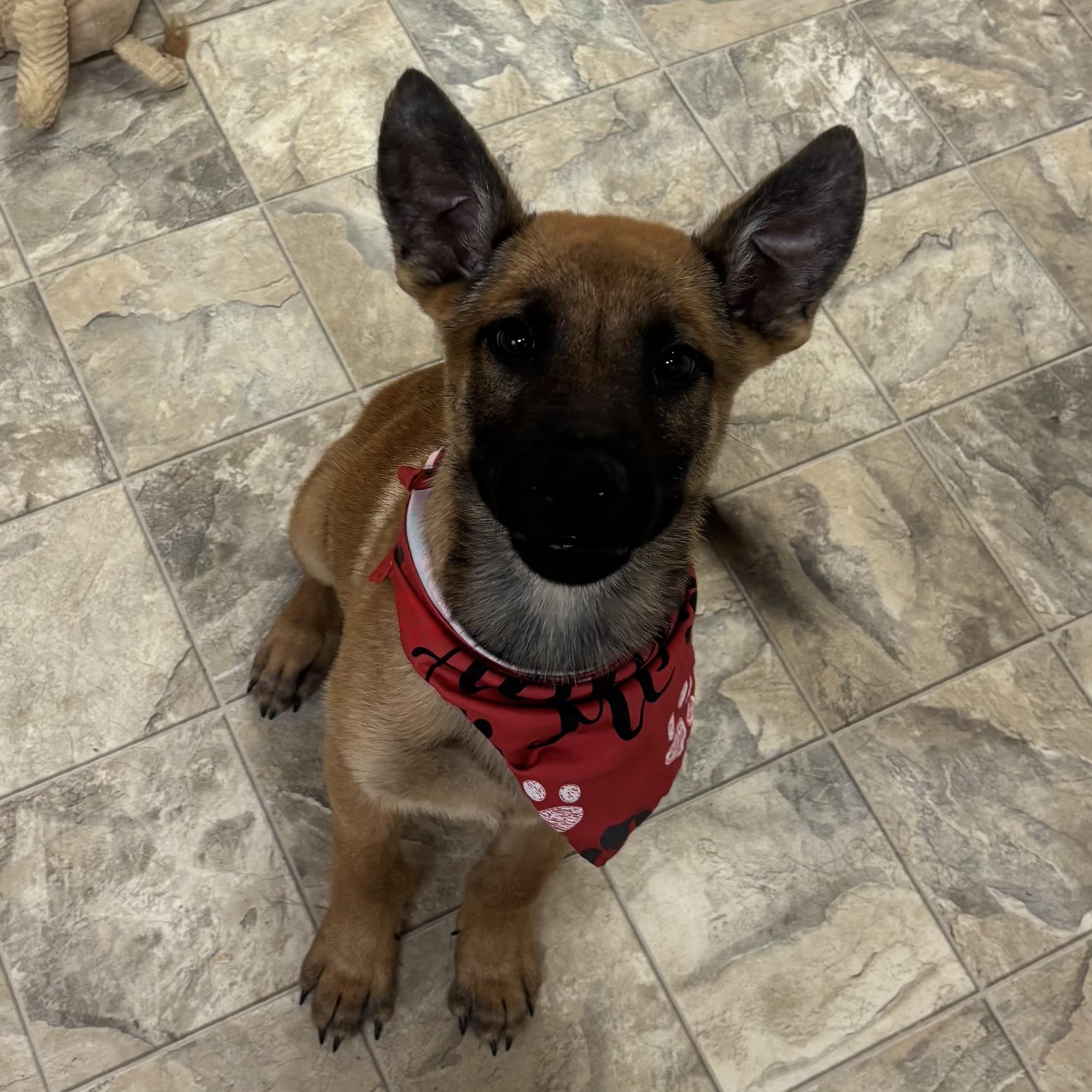 Enlarge Dingo, an adopted mixed breed in Pilot Point, TX image 1/2