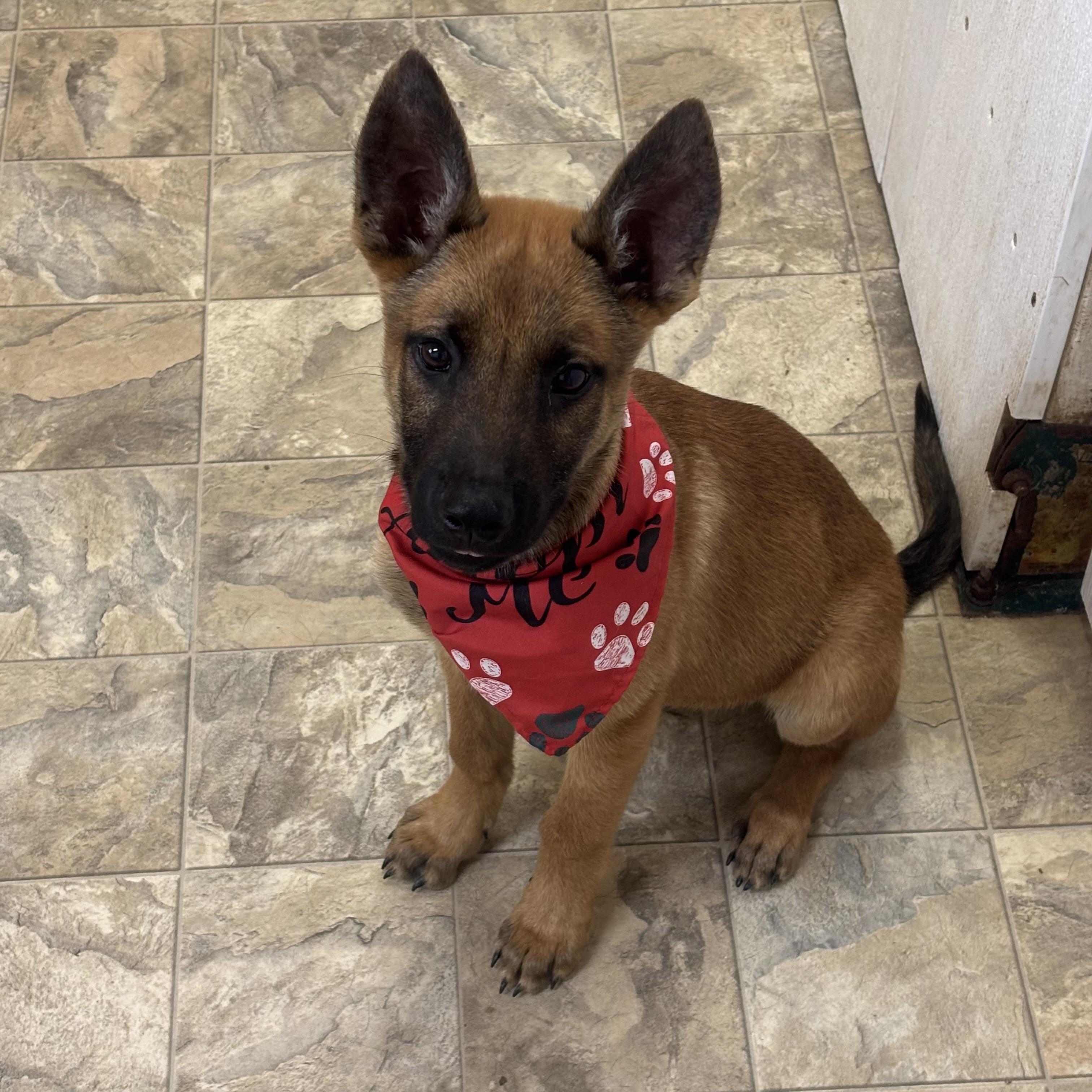 Enlarge Dingo, an adopted mixed breed in Pilot Point, TX image 2/2