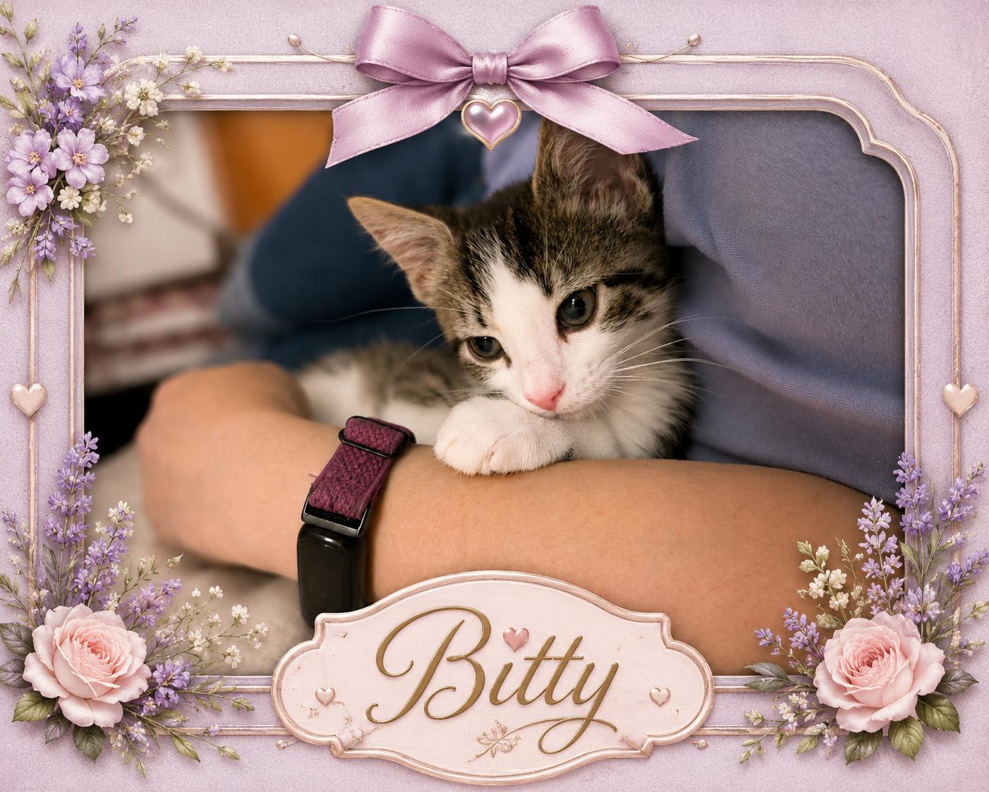 Enlarge Bitty-Adorable & Ready, an adopted Domestic Short Hair in Laurel, MD image 1/4