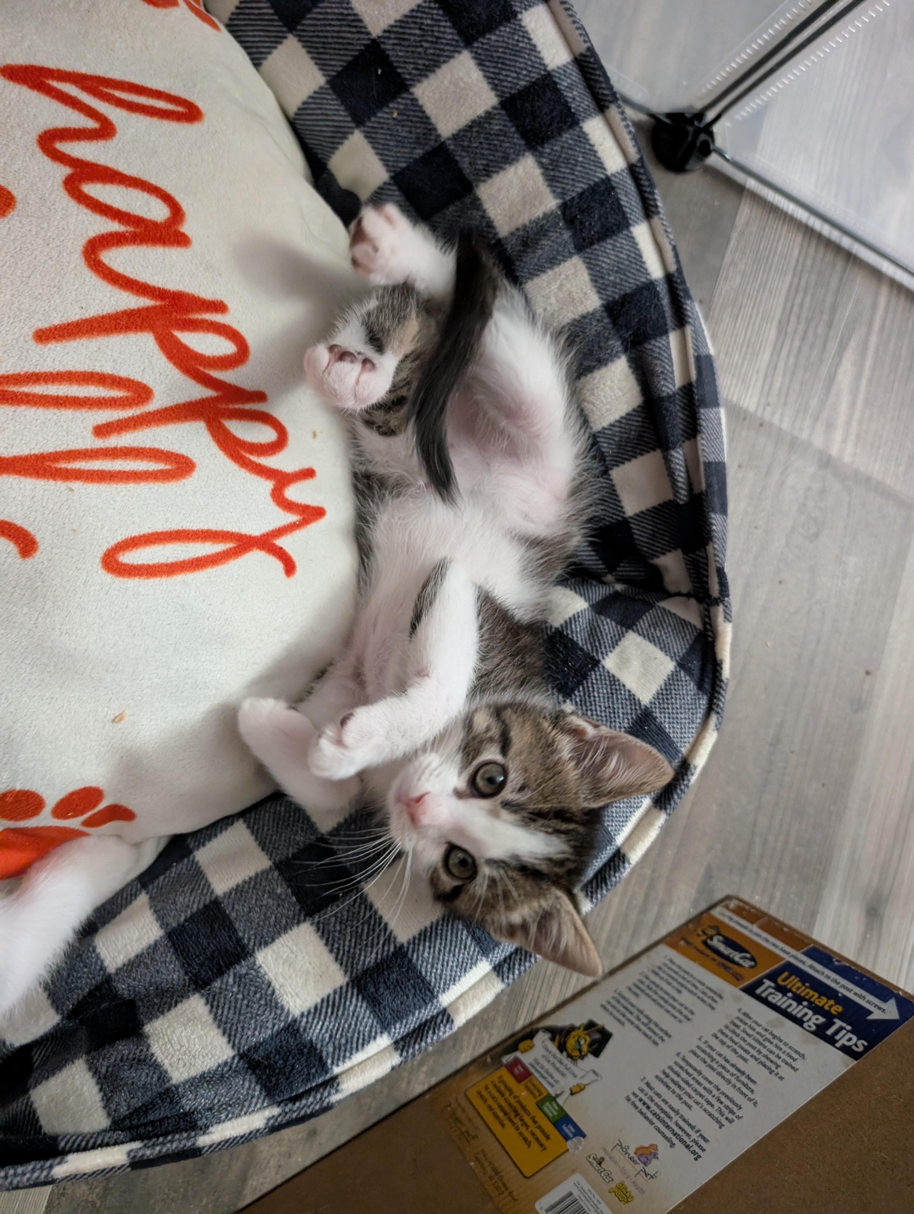 Enlarge Bitty-Adorable & Ready, an adopted Domestic Short Hair in Laurel, MD image 3/4