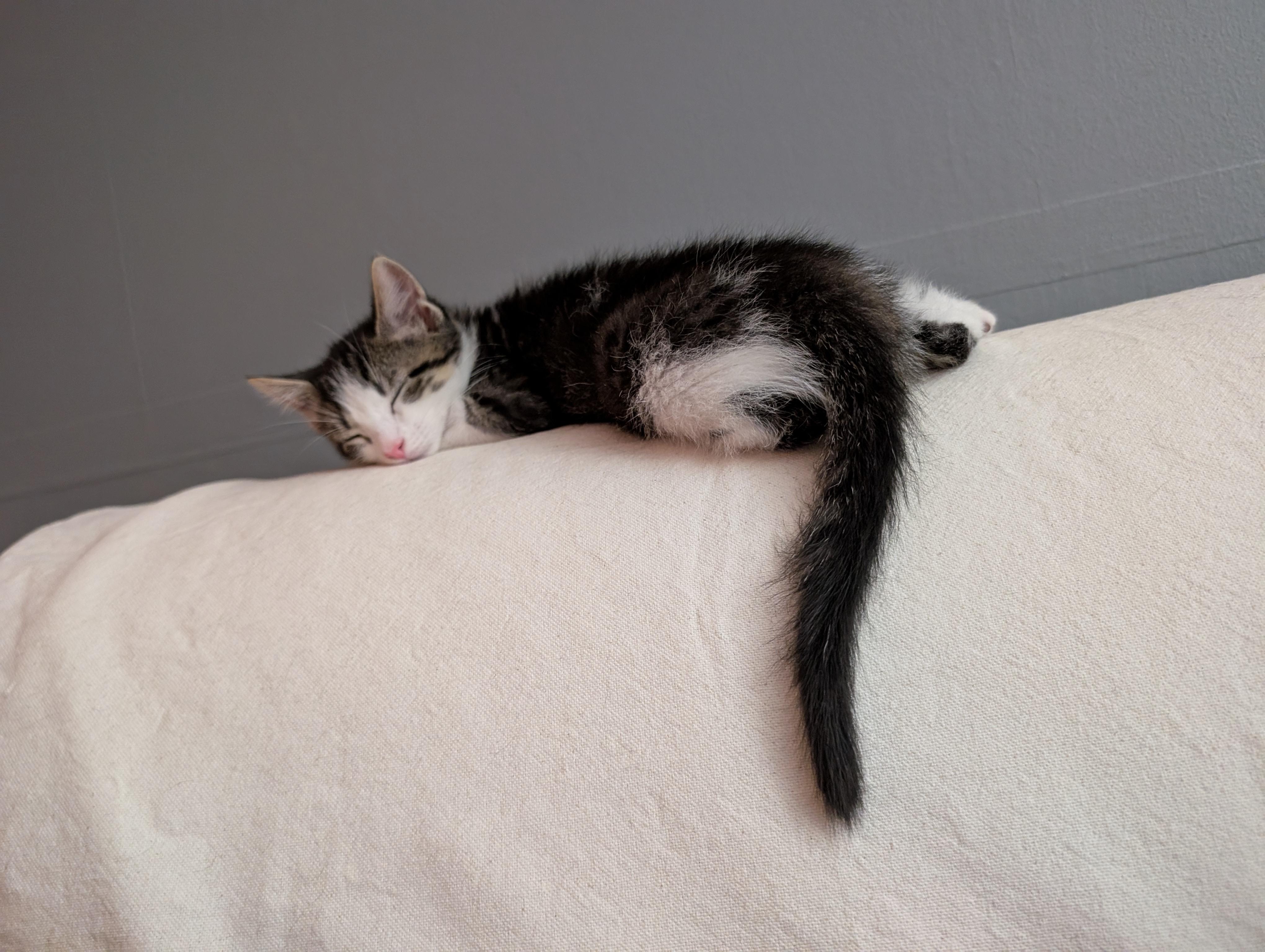 Enlarge Bitty-Adorable & Ready, an adopted Domestic Short Hair in Laurel, MD image 4/4