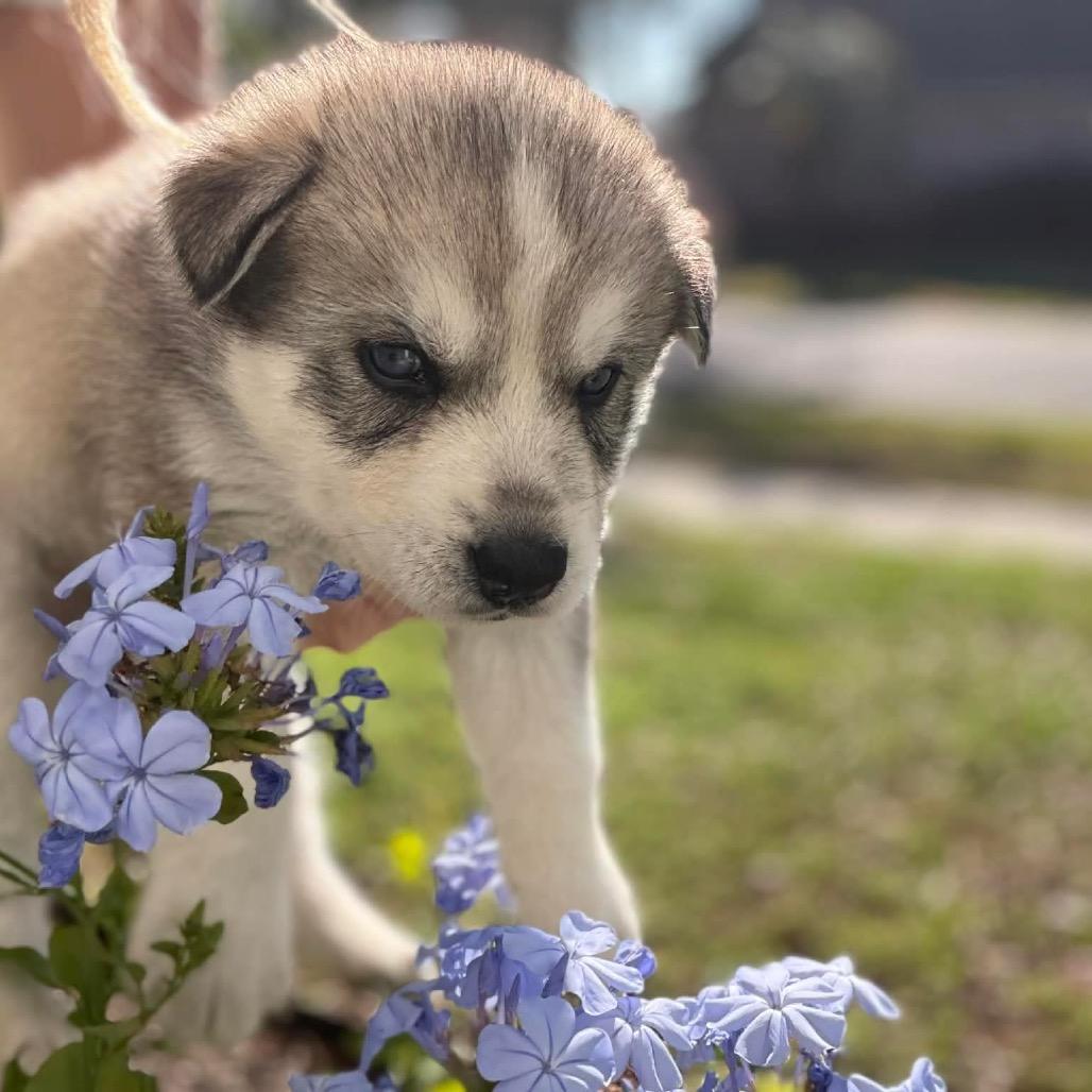 Narnia, Adoptable, Puppy Male Siberian Husky.