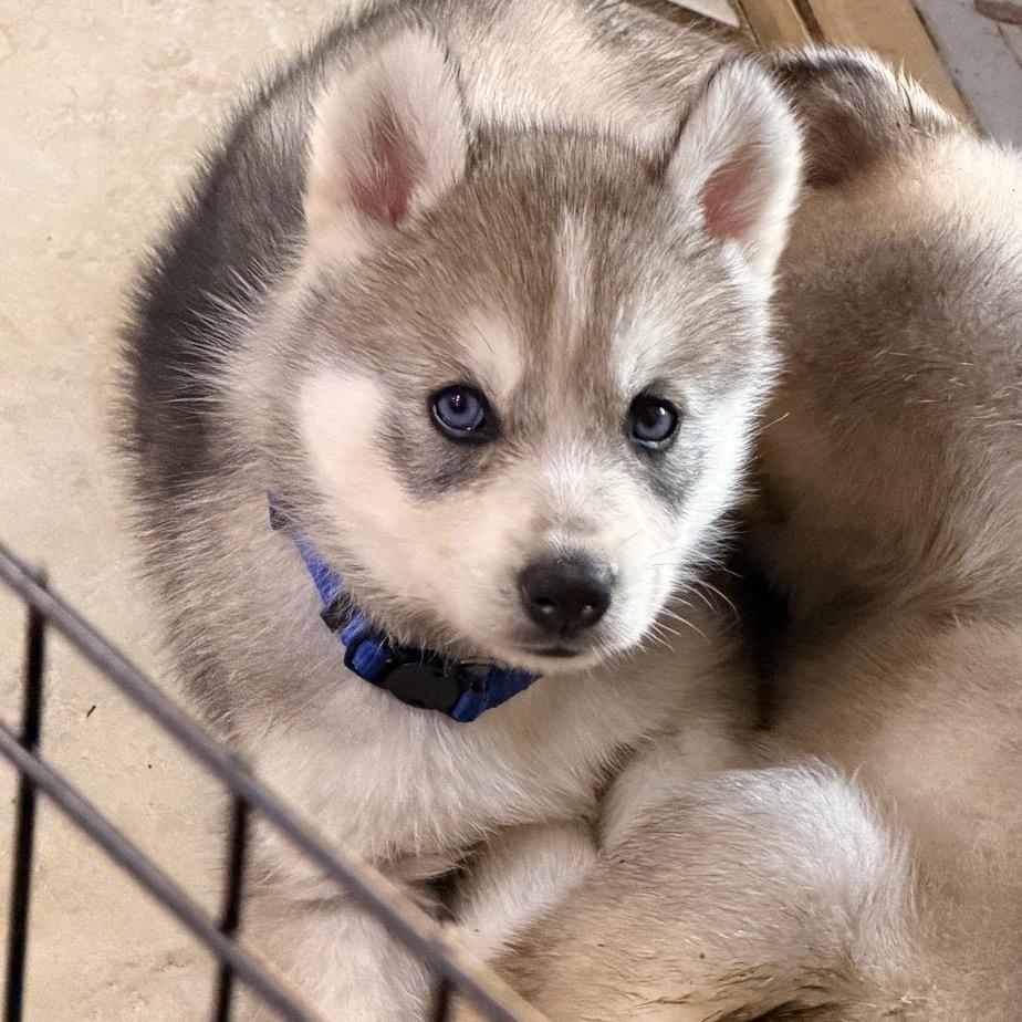 Enlarge Narnia, a Adoptable Siberian Husky in Baton Rouge, LA image 2/2