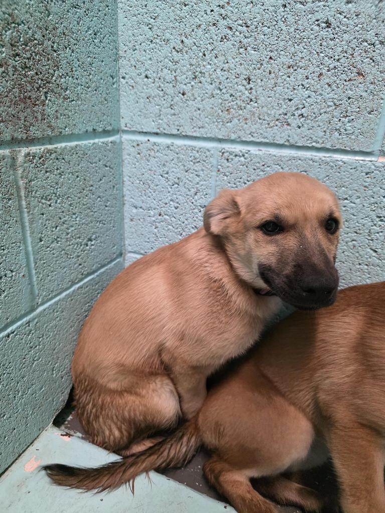 Enlarge Short Stuff, a Adoptable mixed breed in Holbrook, AZ image 1/1