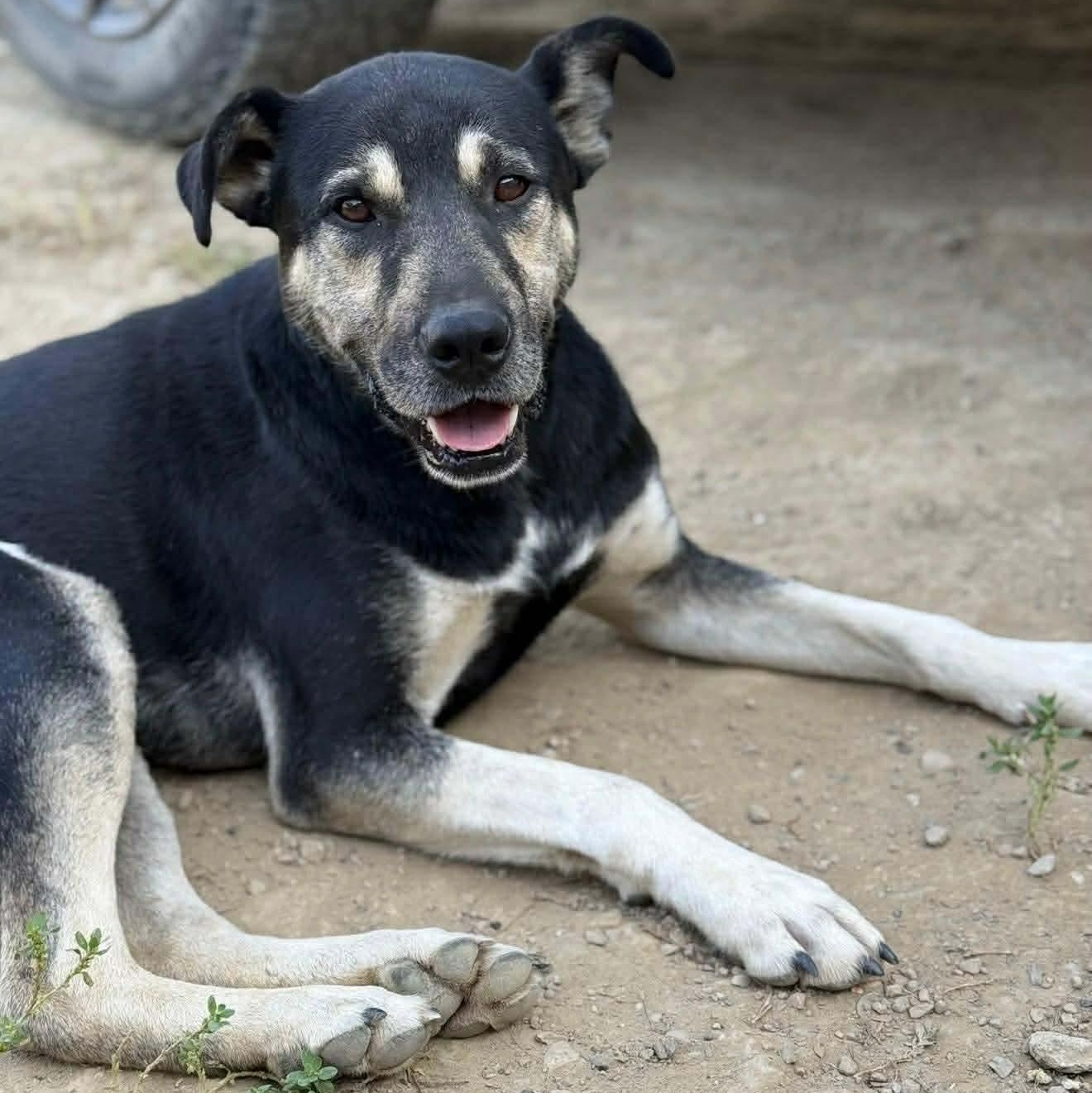 Enlarge Grizzly Bear, a Adoptable mixed breed in Edmonton, AB image 3/5