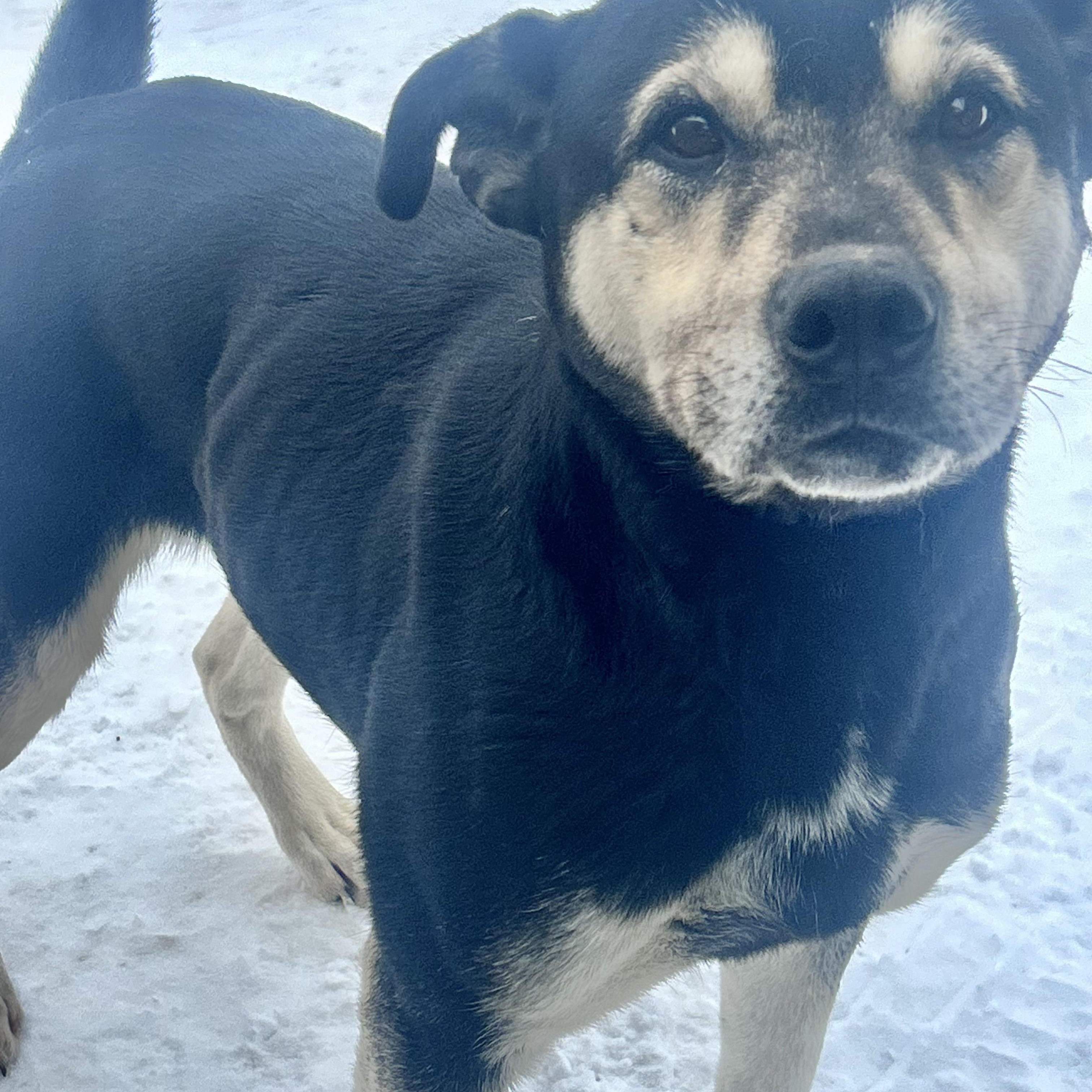 Enlarge Grizzly Bear, a Adoptable mixed breed in Edmonton, AB image 5/5