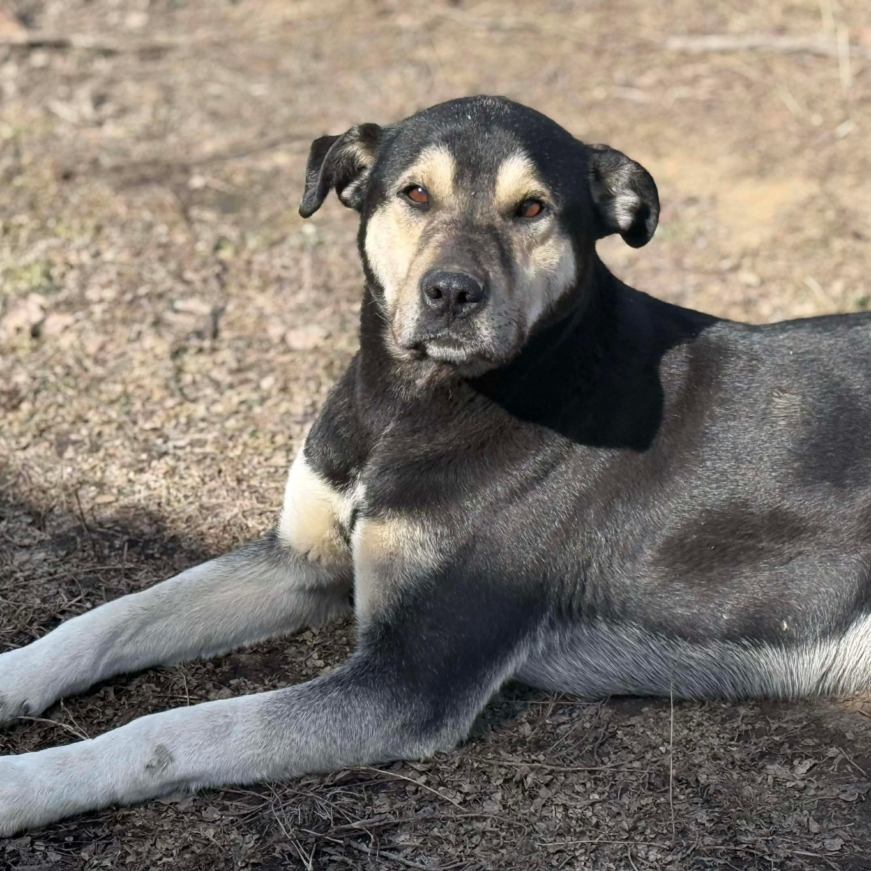 Enlarge Grizzly Bear, a Adoptable mixed breed in Edmonton, AB image 4/5