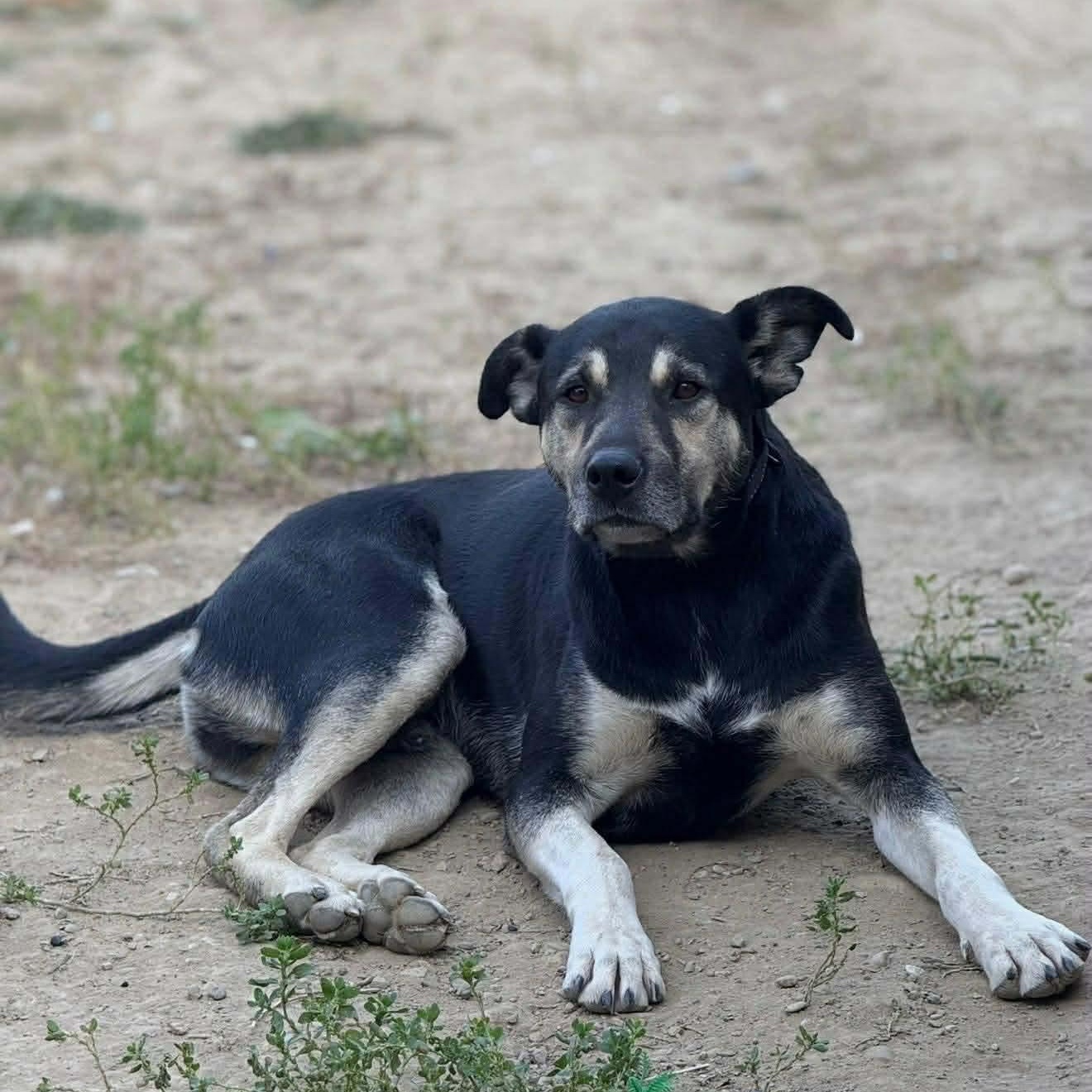 Enlarge Grizzly Bear, a Adoptable mixed breed in Edmonton, AB image 2/5