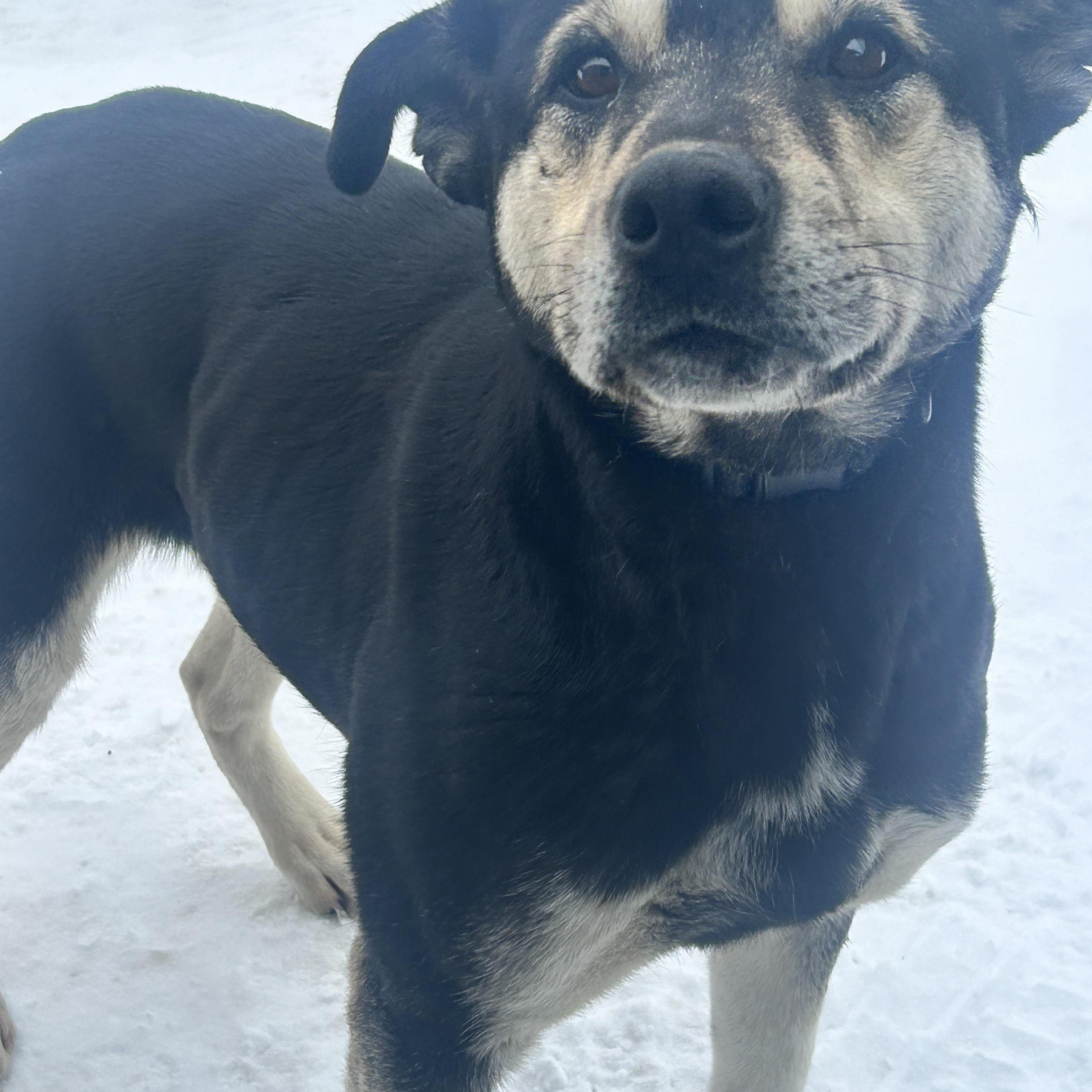 Enlarge Grizzly Bear, a Adoptable mixed breed in Edmonton, AB image 1/5
