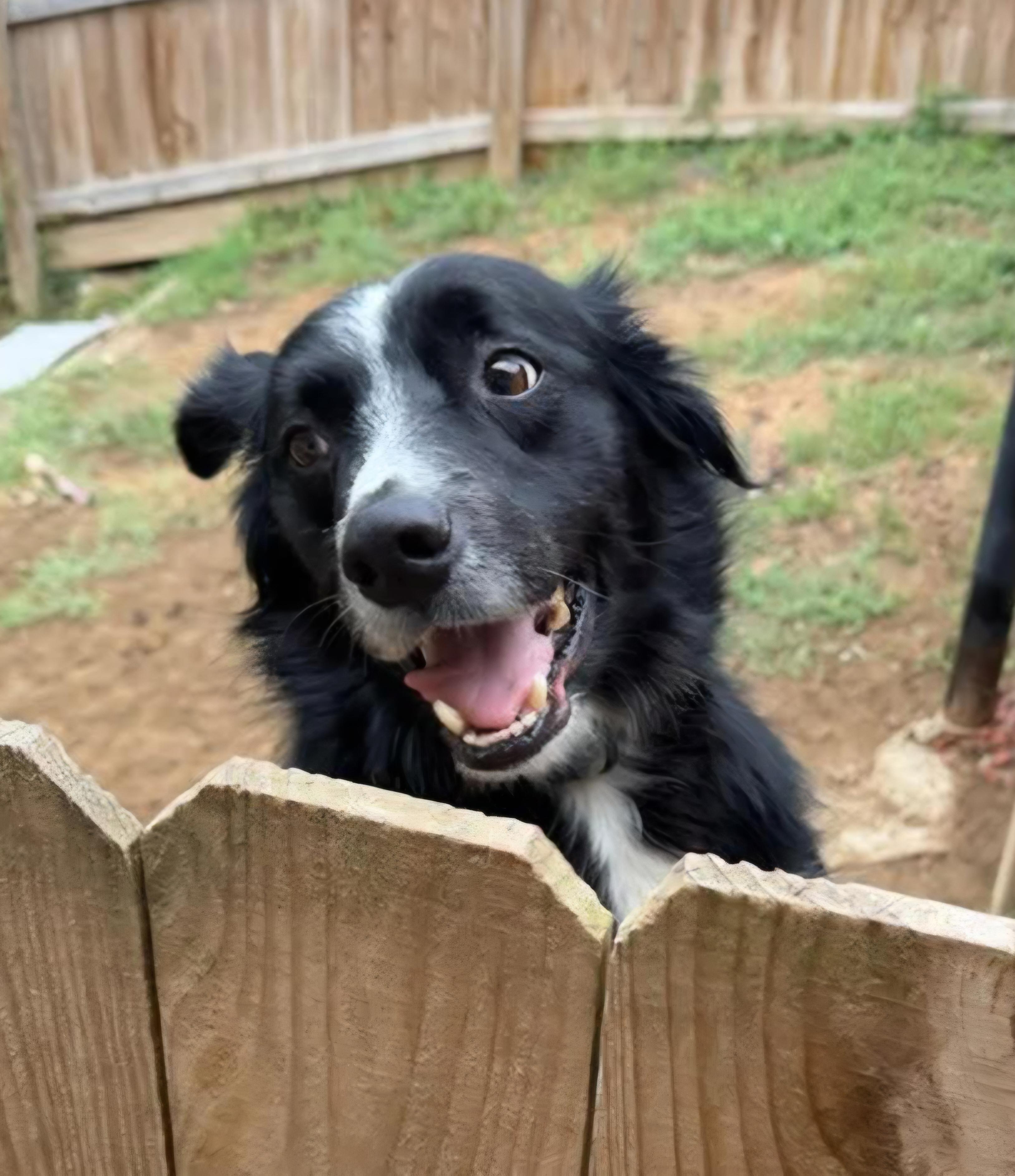 Enlarge Archer, a Adoptable Border Collie in Sioux City, IA image 3/4