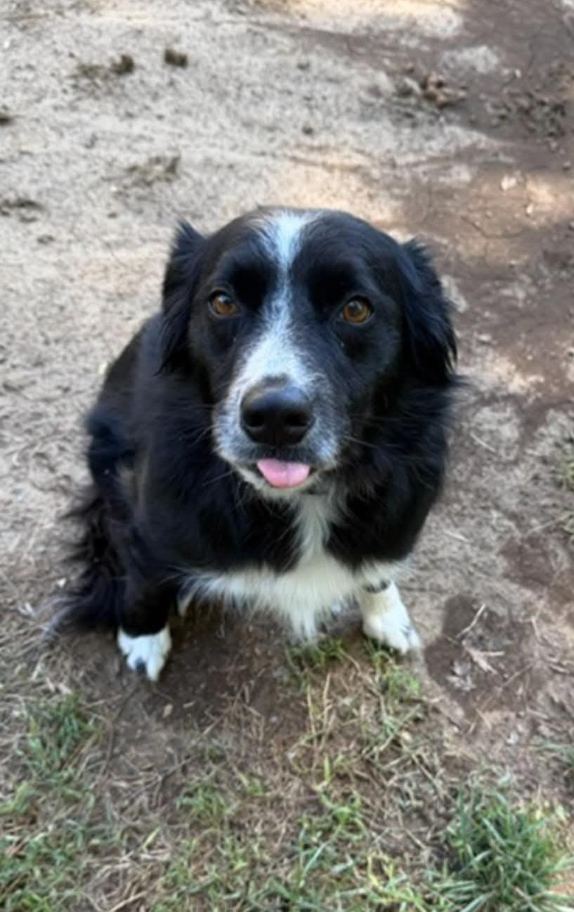 Enlarge Archer, a Adoptable Border Collie in Sioux City, IA image 2/4