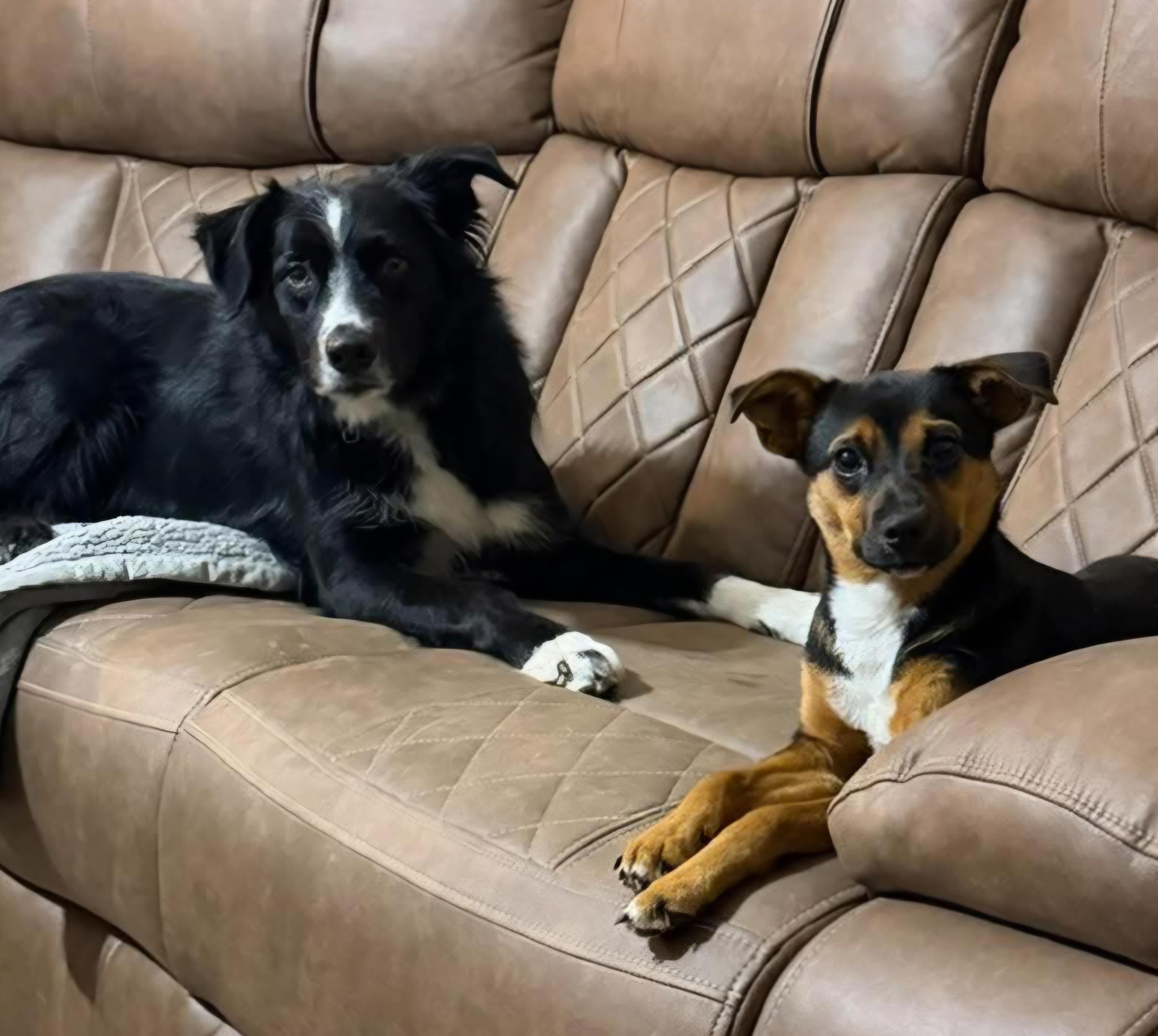 Enlarge Archer, a Adoptable Border Collie in Sioux City, IA image 4/4