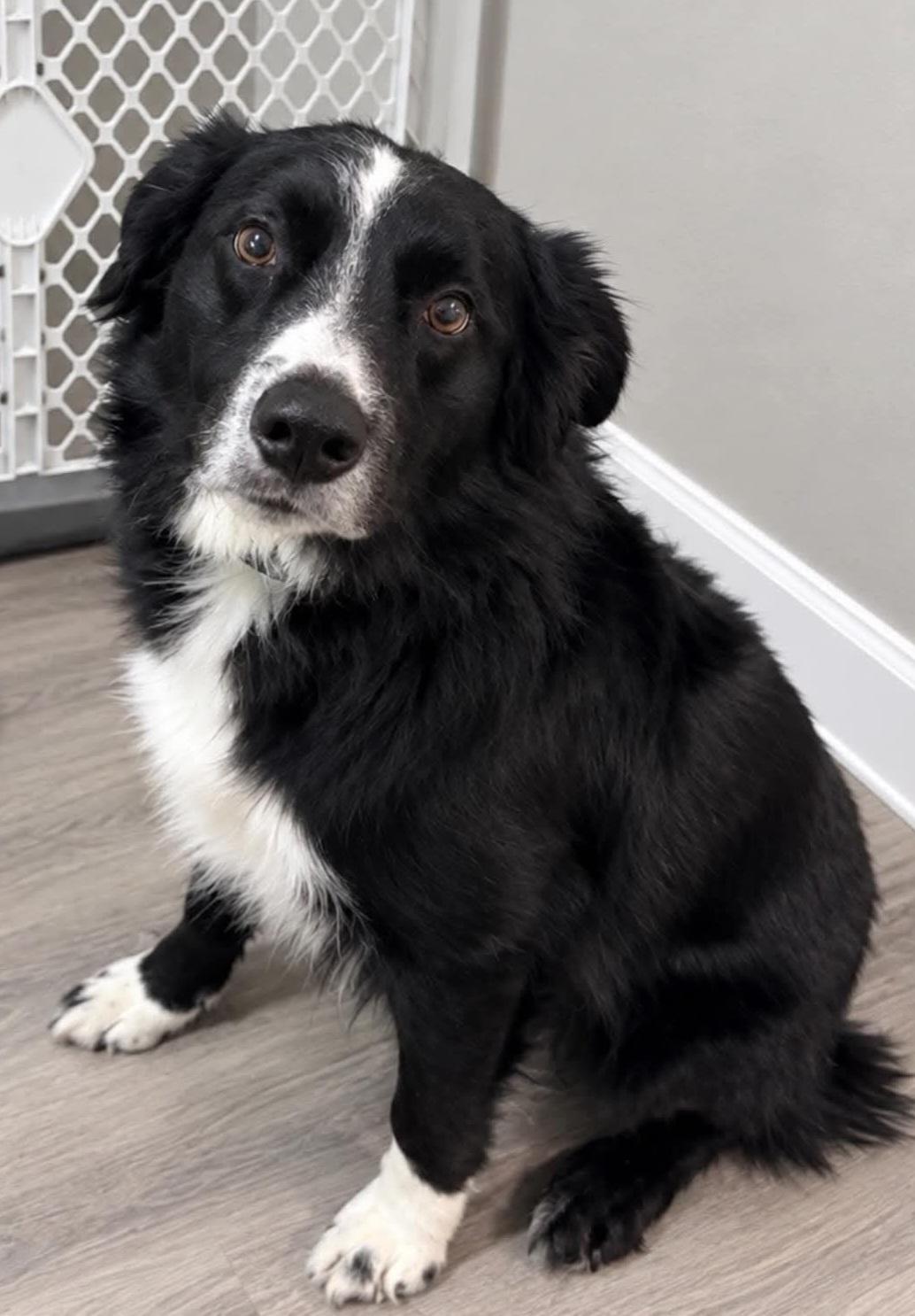 Archer, Adoptable, Adult Male Border Collie.