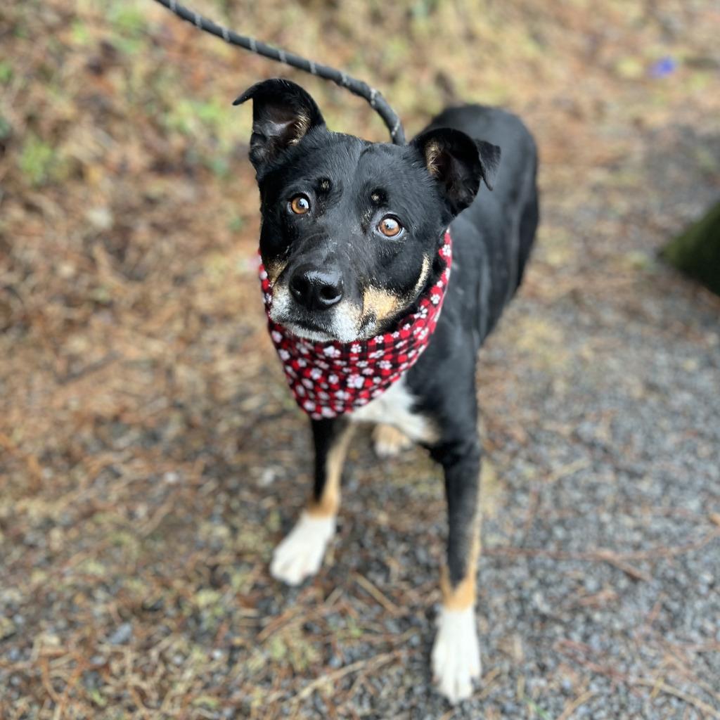 Roy, Adoptable, Adult Male Mixed Breed.