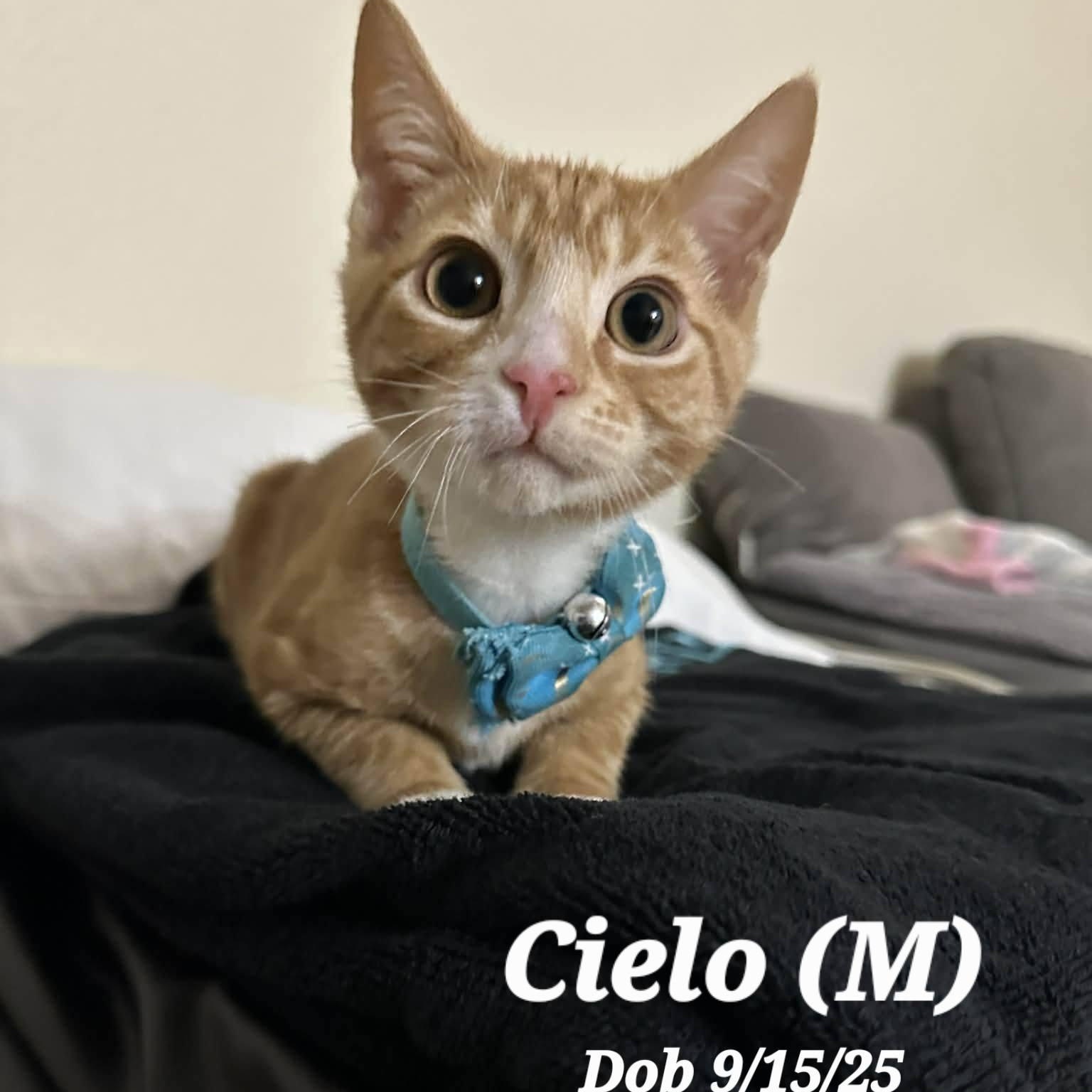 Cielo, ADOPTABLE, Young Male Domestic Short Hair.