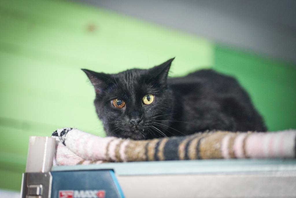 Enlarge Rosa, a Adoptable mixed breed in Pittsboro, NC image 1/4