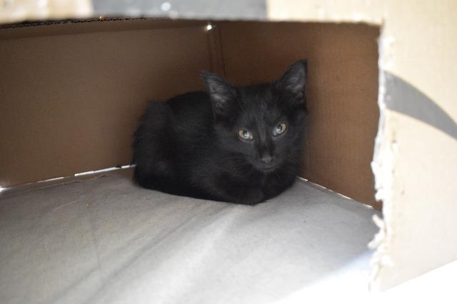 Enlarge Rosa, a Adoptable mixed breed in Pittsboro, NC image 2/4