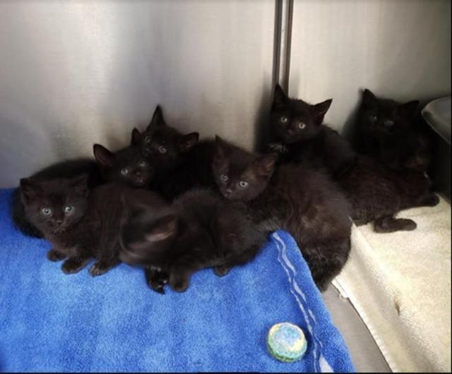 Enlarge Rosa, a Adoptable mixed breed in Pittsboro, NC image 3/4