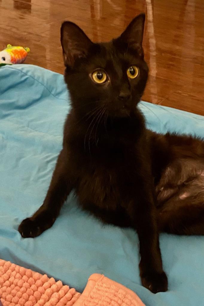 Enlarge Rosa, a Adoptable mixed breed in Pittsboro, NC image 4/4