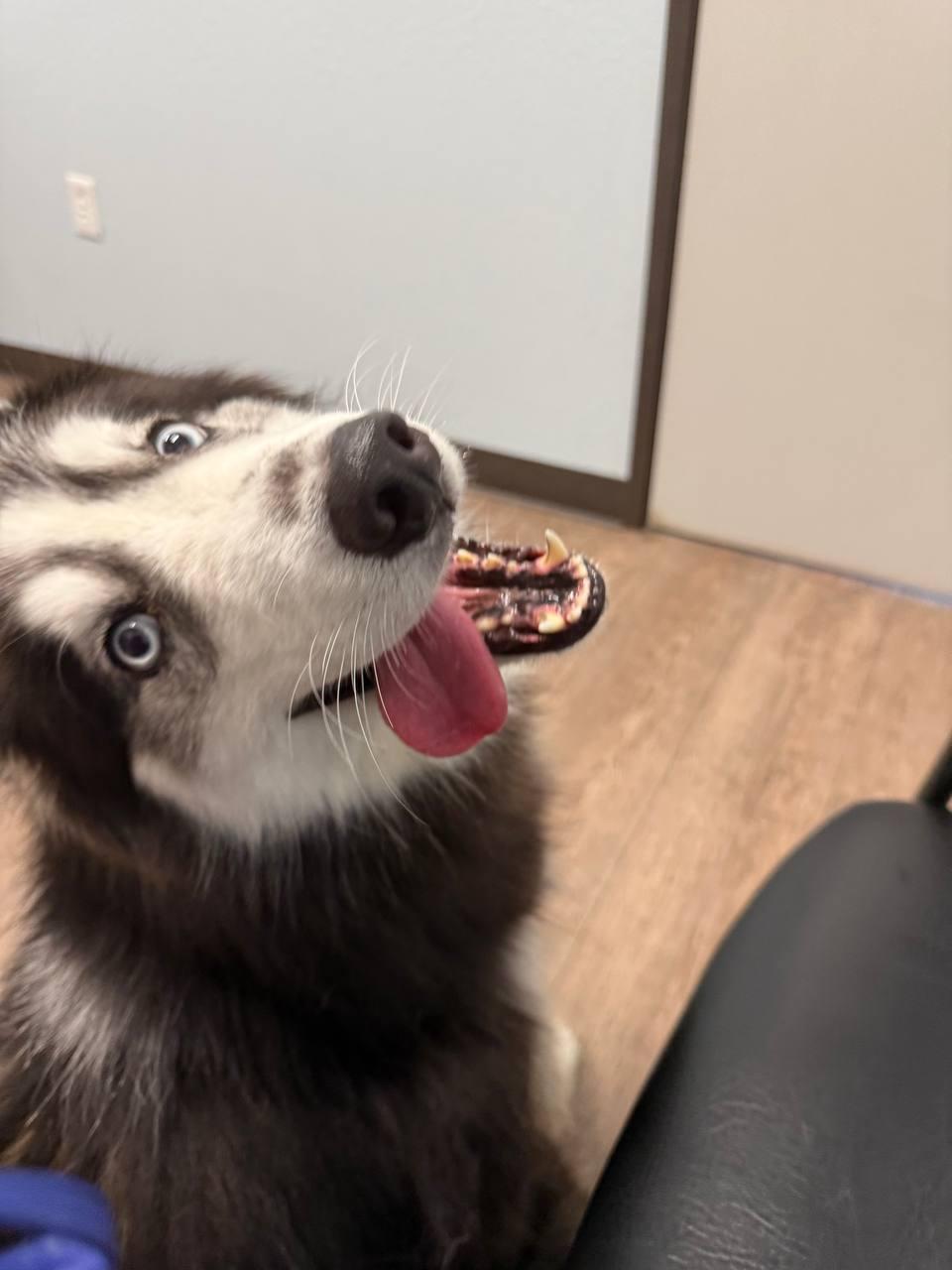 Bandit, Adopted, Adult Male Siberian Husky.